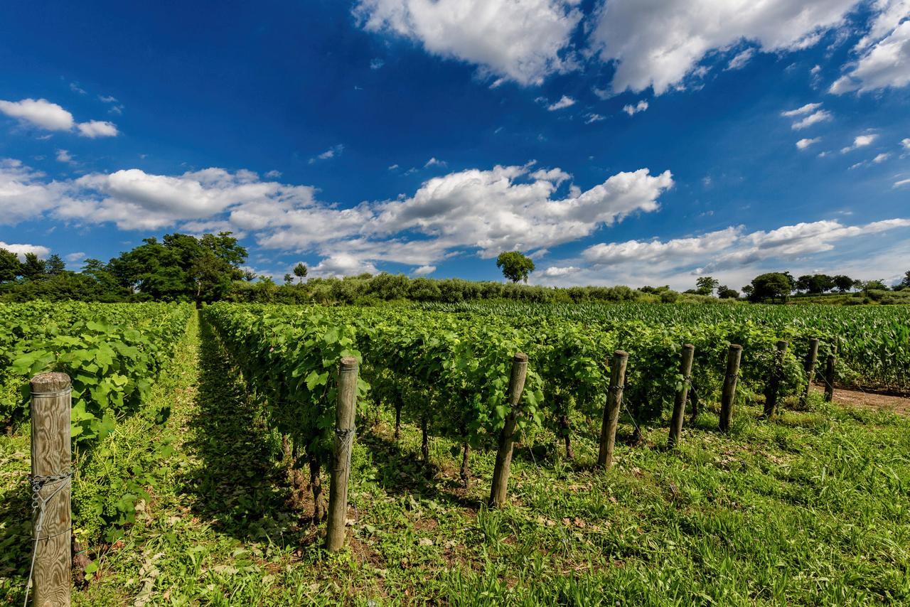 Agriturismo Moscatello Konuk evi Pozzolengo Dış mekan fotoğraf